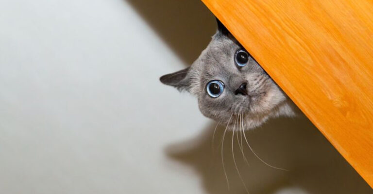15 Reasons Some Cats Worry More Than Others