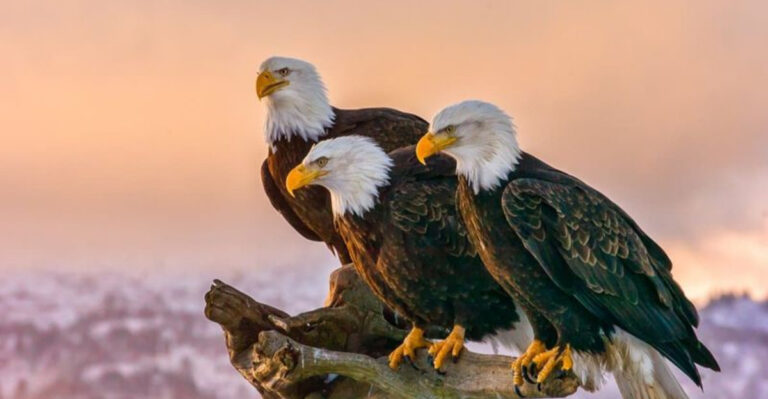 15 Reasons The Bald Eagle Is More Than Just A Symbol