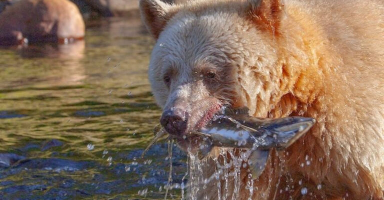 15 Reasons The Rare Kermode Bear Is The Ultimate Salmon Catcher