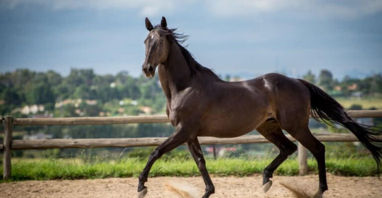 15 Reasons Thoroughbreds Are Built To Win Races Like The Kentucky Derby