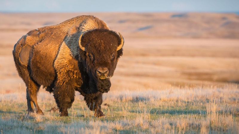 Dedicated Conservation Programs