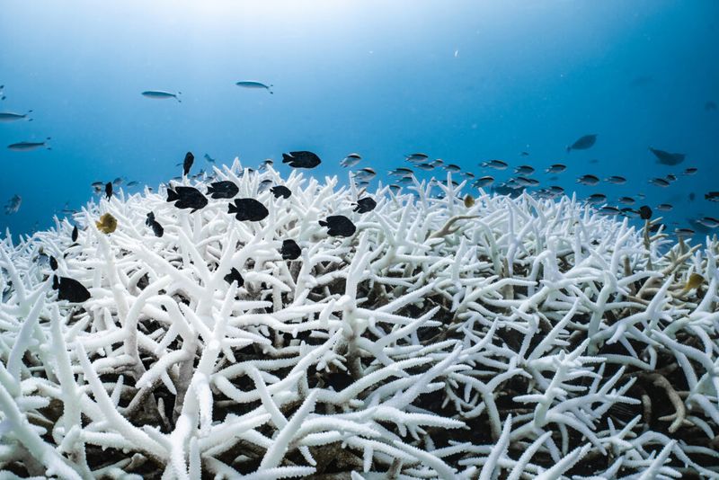 Rising Ocean Temperatures