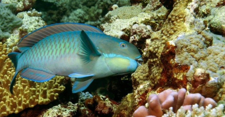 15 Reasons Why Coral Reefs Are Bleaching Faster Than Ever