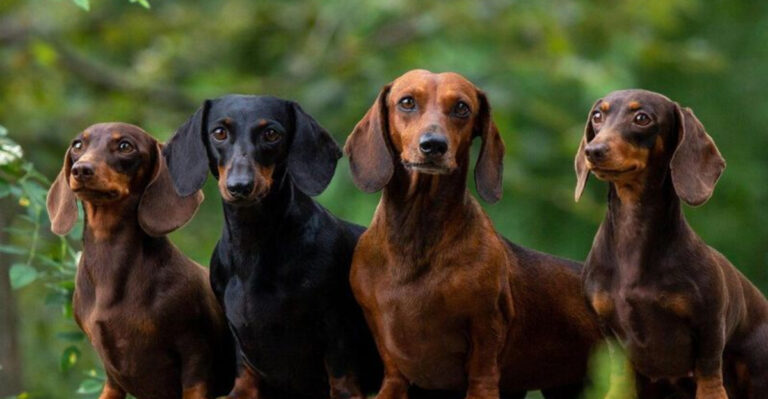 15 Reasons Why You Should Adopt A Dachshund