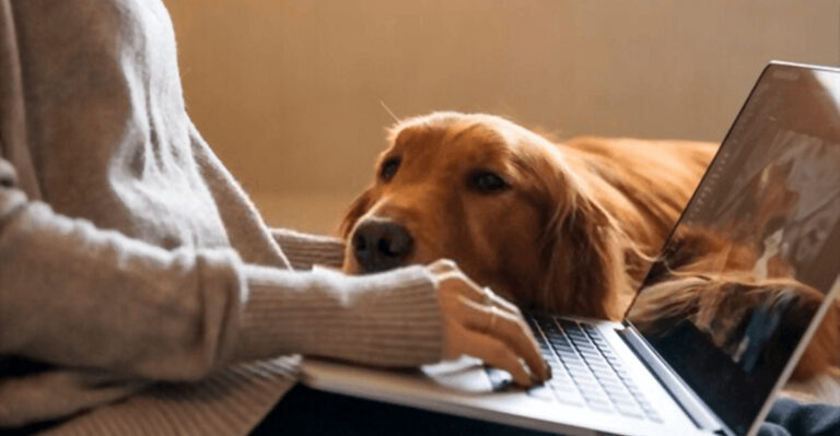 15 Reasons Why Your First Pet Shouldn’t Be A Dog