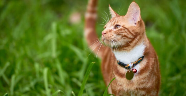 15 Reasons Your Cat Will Love An Outdoor Adventure