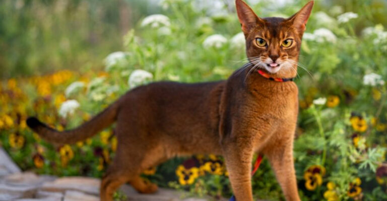 15 Rebellious Cat Breeds That Love To Break The Rules