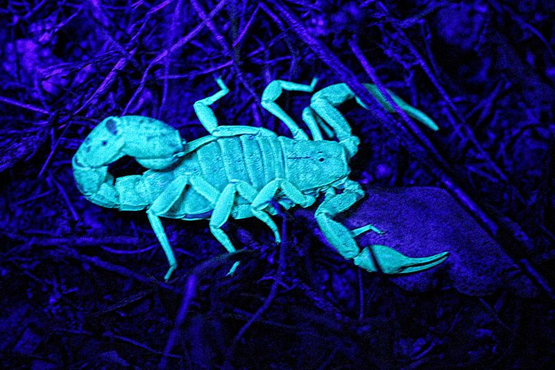 Sonoran Desert's Glowing Residents