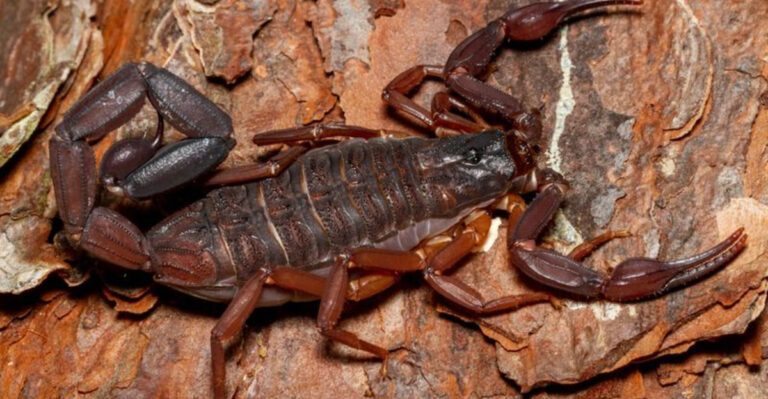 15 Regions Across America You Can Find Scorpions