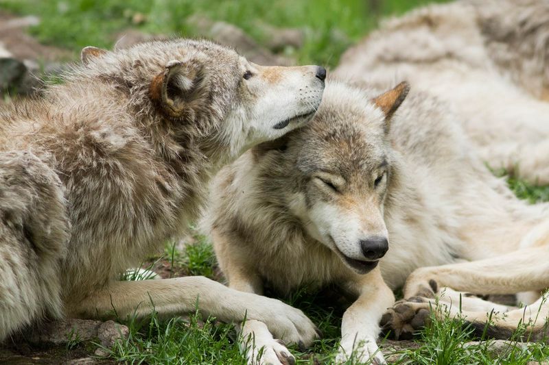 Wolves Mourn Their Deceased