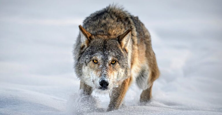 15 Remarkable Discoveries From A 40-Year Study Of Wild Wolves
