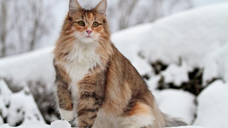 Norwegian Forest Cat