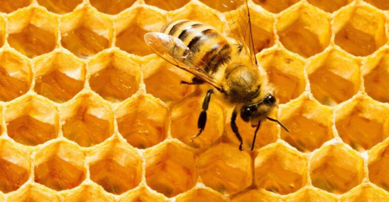 15 Remarkable Jobs Inside A Beehive (And Who Does What)
