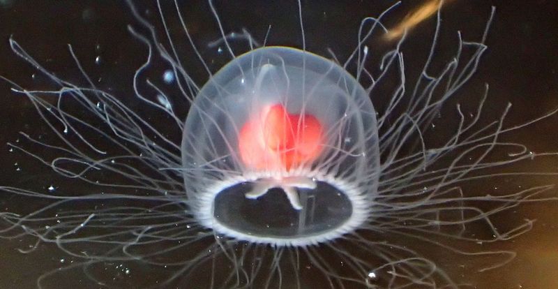 Immortal Jellyfish: The Creature That Rewinds Time