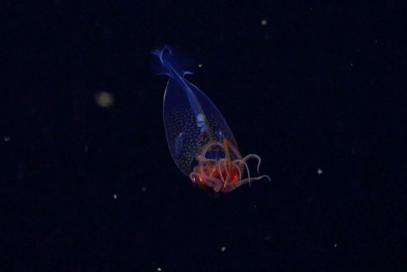 The Colossal Squid's Nightmare Hooks