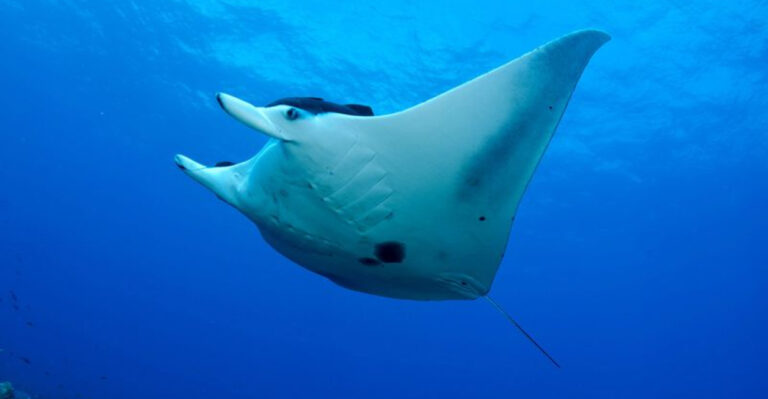 15 Sea Monsters That Make Great Whites Look Small