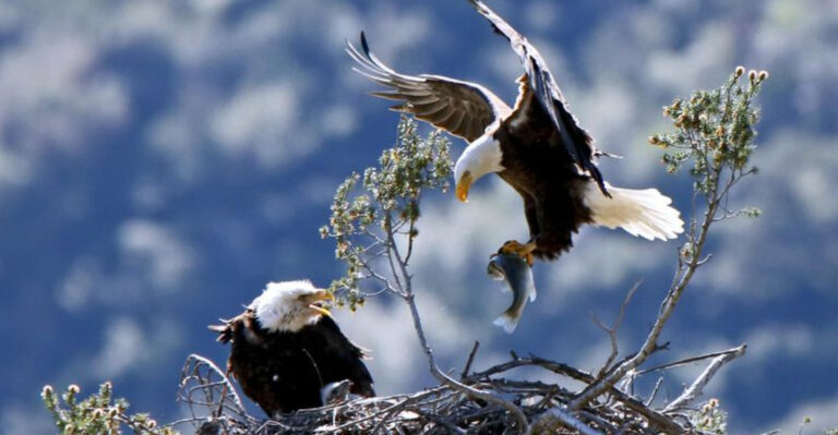 15 Serene Lakes Where You Might Spot A Bald Eagle Nesting