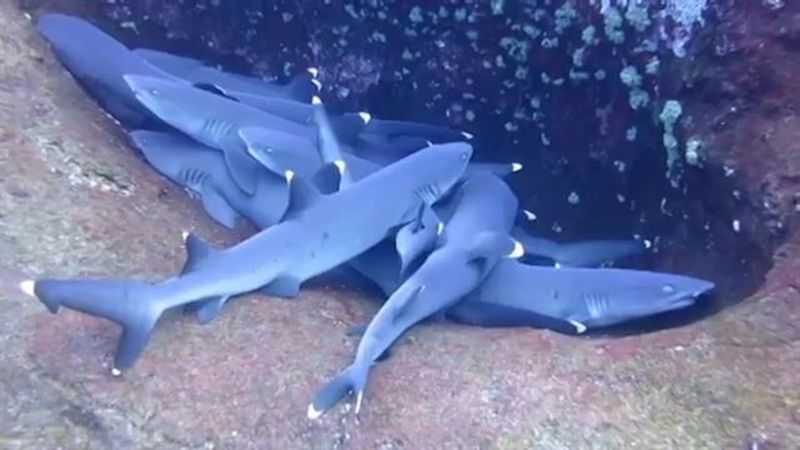 Do Sharks Actually Sleep?