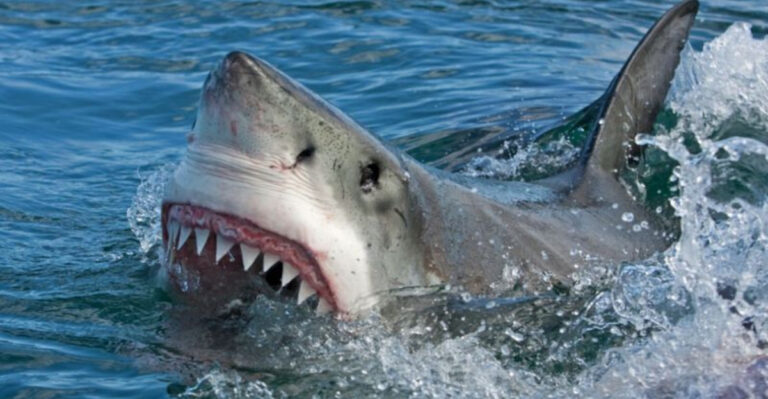 15 Shark Facts Scientists Still Debate