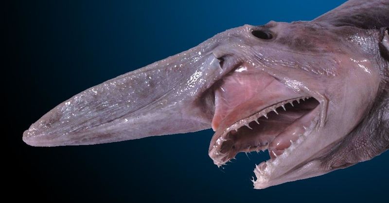 Goblin Shark: The Living Fossil With An Alien Face