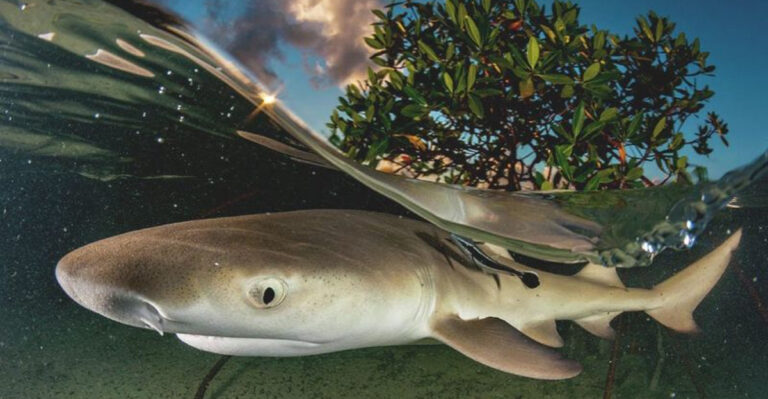 14 Sharks You Might Encounter In Shockingly Shallow Waters
