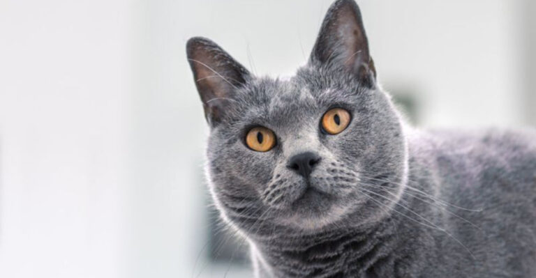 15 Shy-But-Sweet Cat Breeds For Anyone Who Hates Small Talk