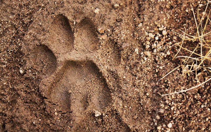 Fresh Paw Prints In Soft Ground