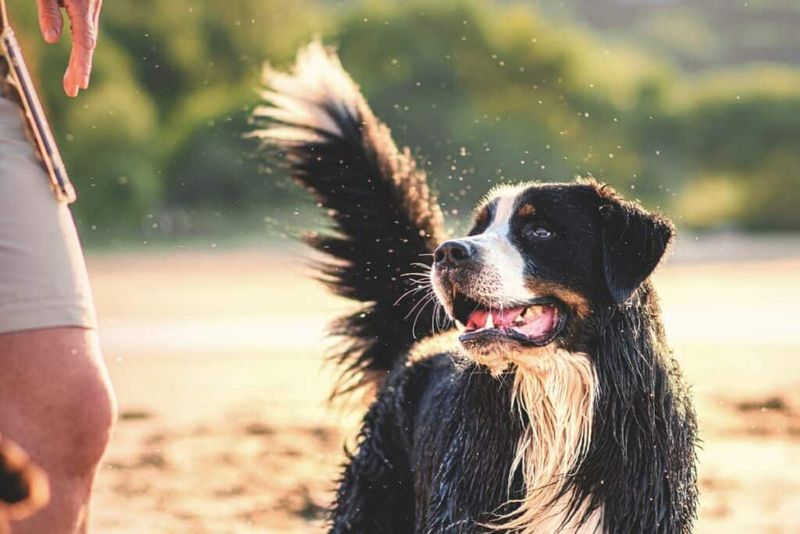 Tail Wagging Isn't Always Happy