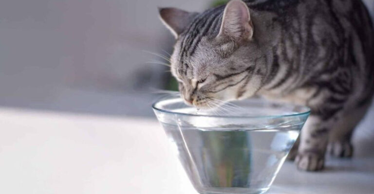 15 Signs That Your Cat Is Dehydrated