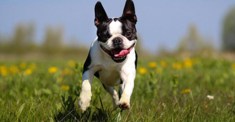 15 Signs Your Boston Terrier Truly Loves Your Lifestyle And Family Dynamic