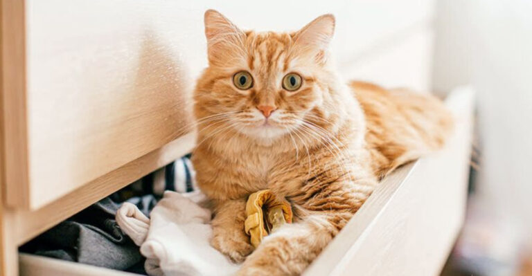 15 Signs Your Cat Craves Quiet Comfort (But Still Wants You Nearby)