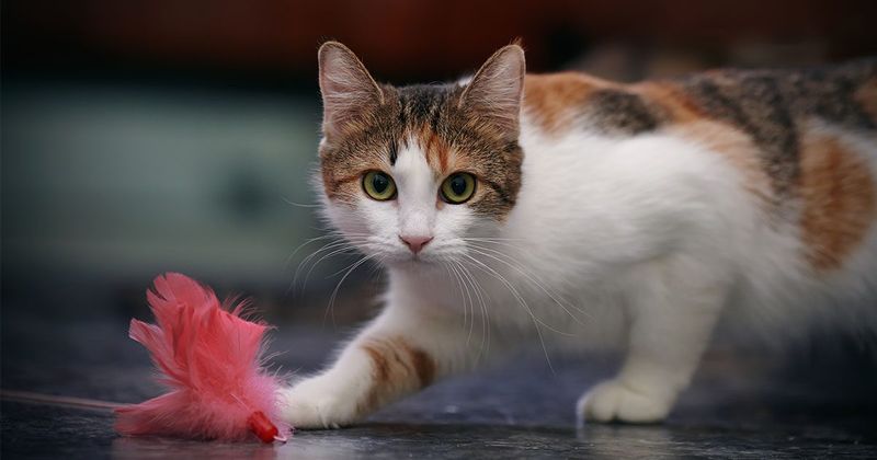 Still Playful, Just Different