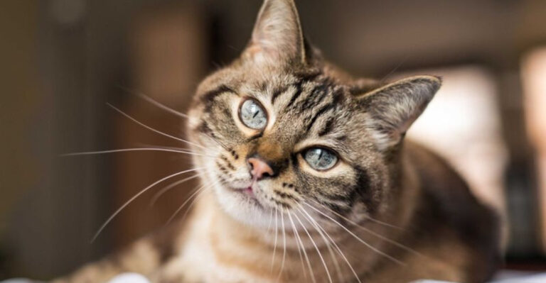 15 Signs Your Cat Is Aging Gracefully