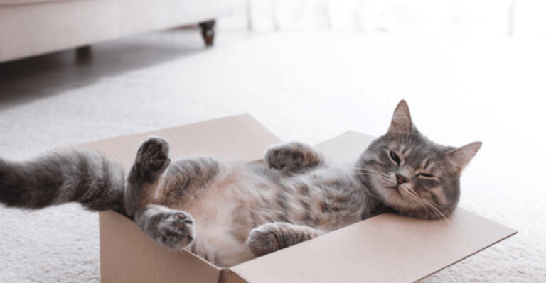 15 Signs Your Cat Is Growing More Comfortable Every Day