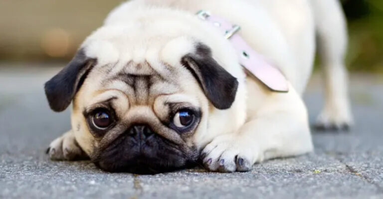 15 Signs Your Dog Is Picking Up On Your Stress (And How To Help Them)