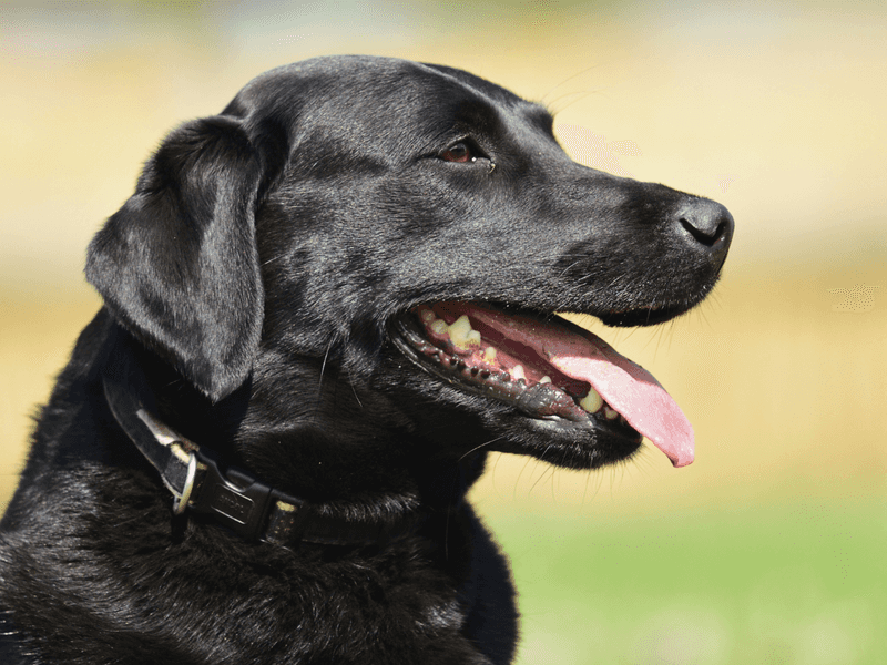 Excessive Panting Without Physical Exertion