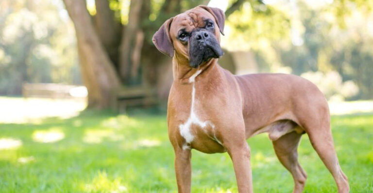 15 Smart Dog Breeds Known For Their Laser Focus And Work Ethic