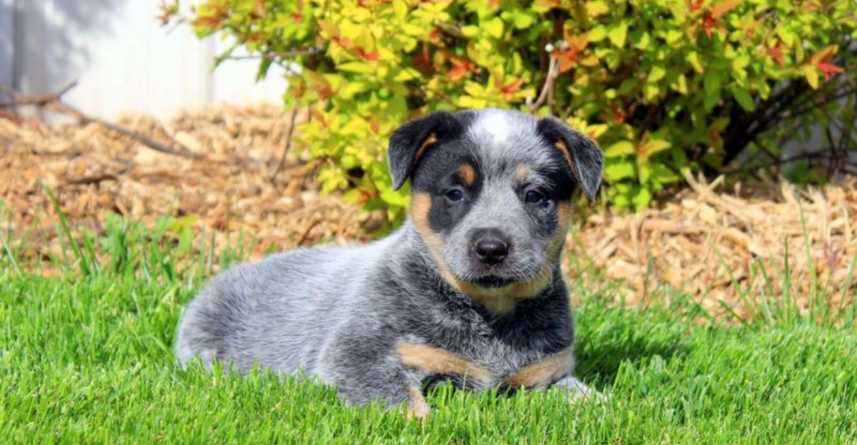 15 Smart Strategies For Raising A Well-Behaved Blue Heeler Puppy