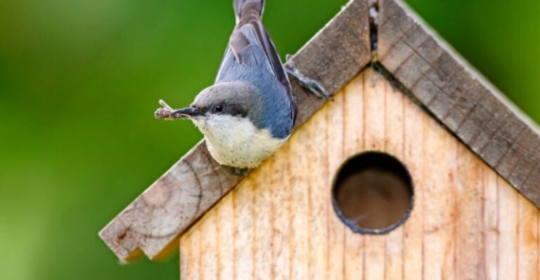 15 Smart Tips For Choosing The Best Birdhouse To Attract Nesting Birds