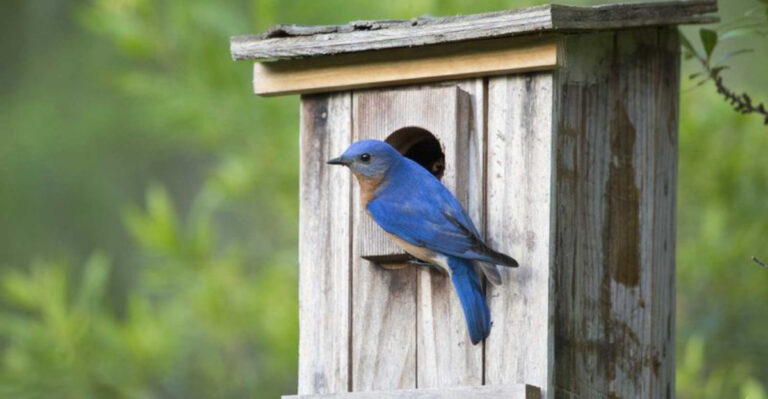 15 Smart Tips For Knowing When To Clean Out Birdhouses