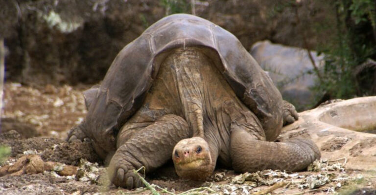 15 Species Extinct Since 1875