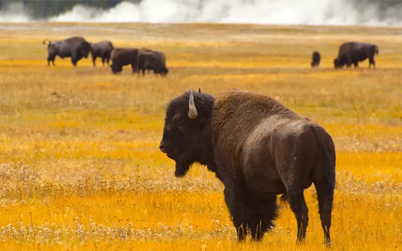 New Mexico's High Plains Bison Revival