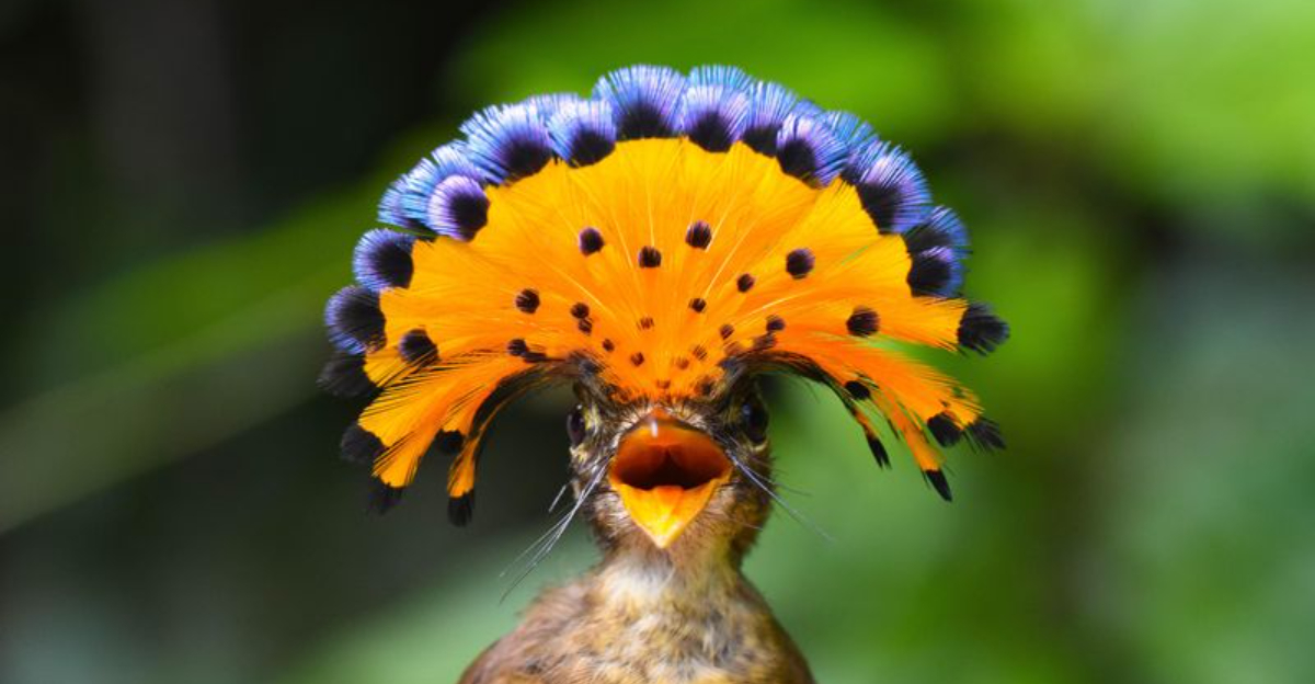 15 Stunning Birds You Can Spot In Costa Rica