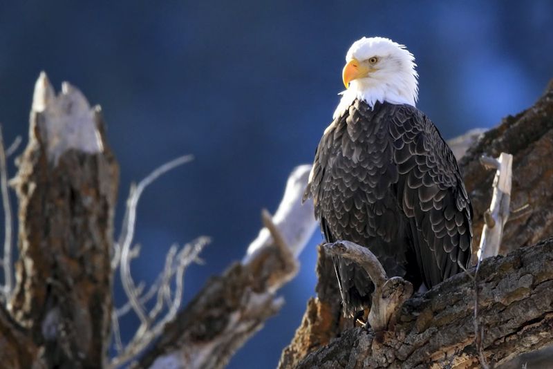 The Majestic Bald Eagle