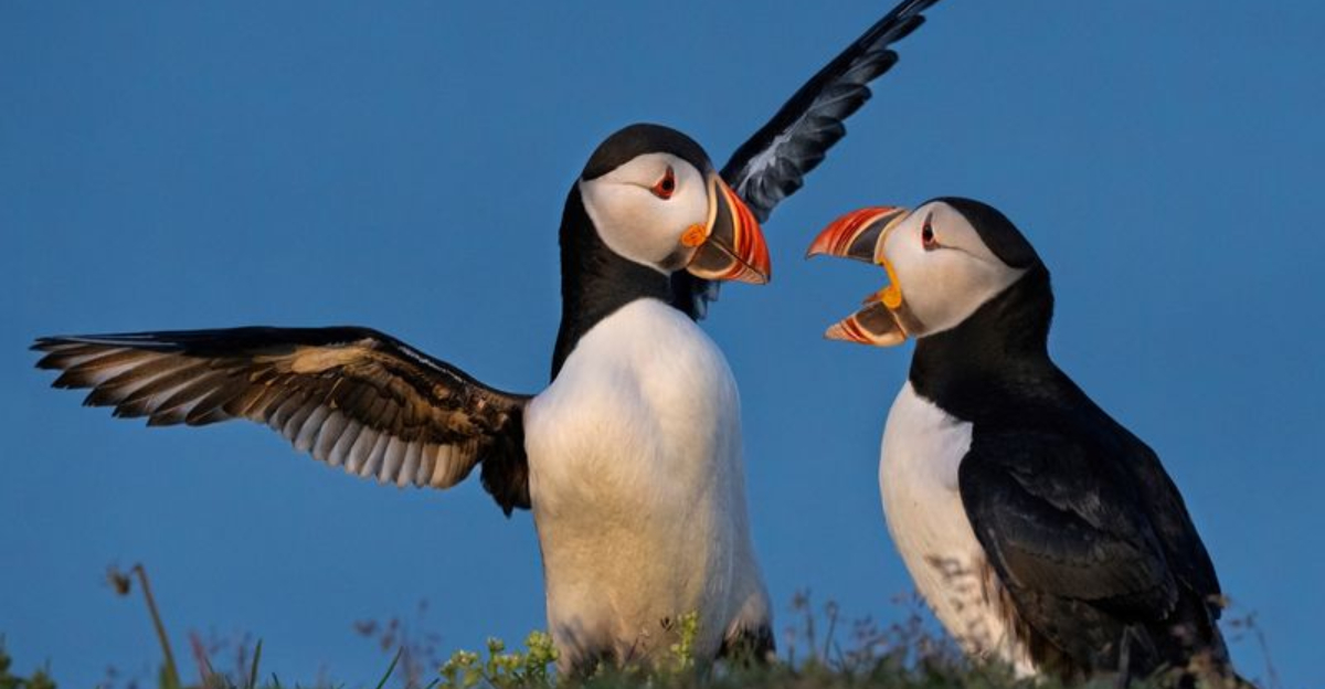 15 Stunning Black And White Birds You Might Spot In The Wild