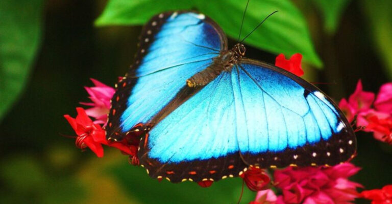 15 Stunning Blue Animals And The Surprising Reasons Behind Their Vibrant Color