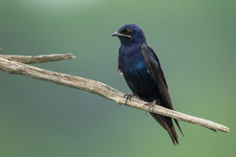 Purple Martin