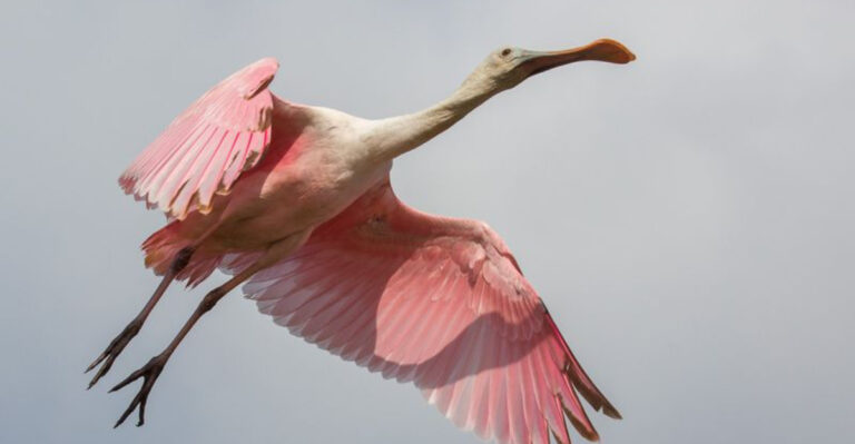 15 Stunning Wild Birds You Can Spot Across North America