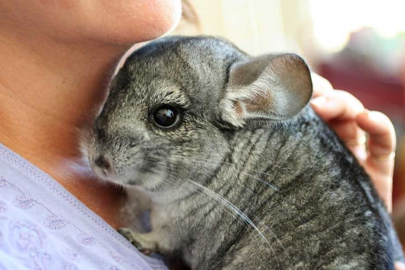 Chinchillas: The Cloud-Like Rodents