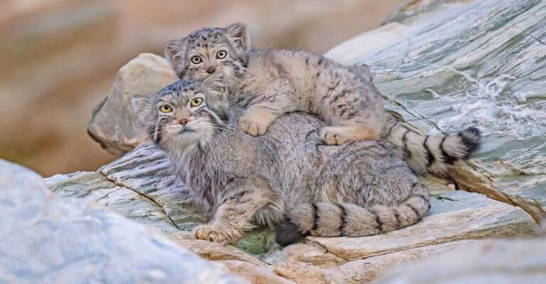 15 Super-Soft Animals – From Snuggly To Savage